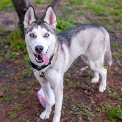 Artemis, an adoptable Siberian Husky in Glenfield, NY, 13343 | Photo Image 1