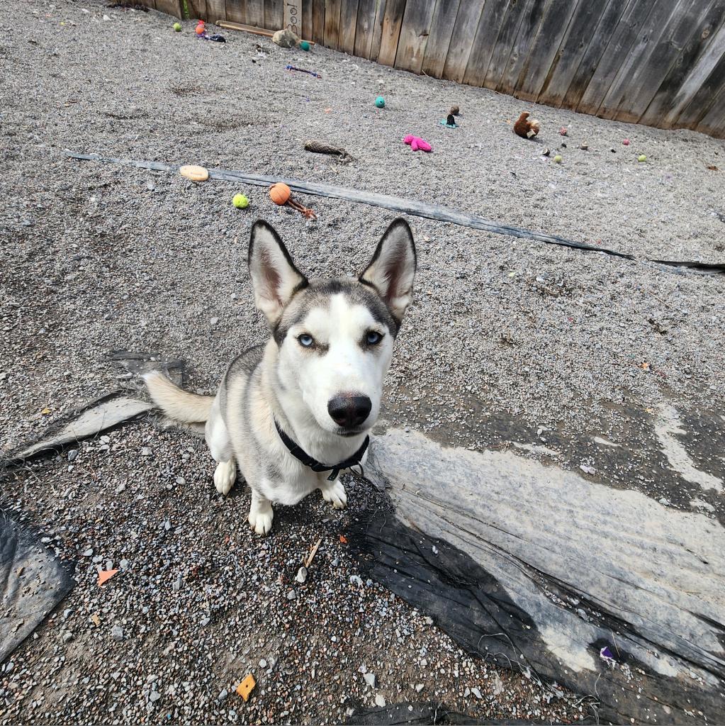 Artemis, an adoptable Siberian Husky in Glenfield, NY, 13343 | Photo Image 2