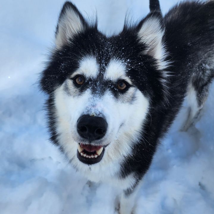 Allie (Alaska) 1