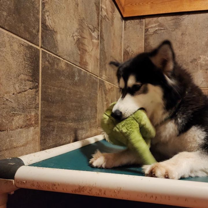 Allie (Alaska) 3