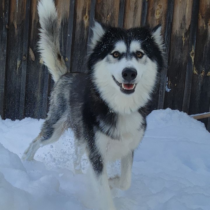 Allie (Alaska) 4