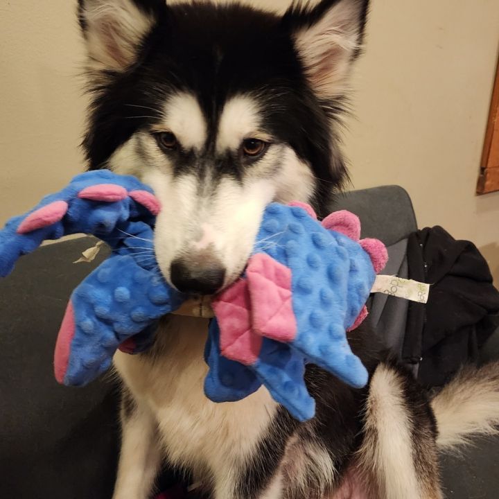 Allie (Alaska) 5