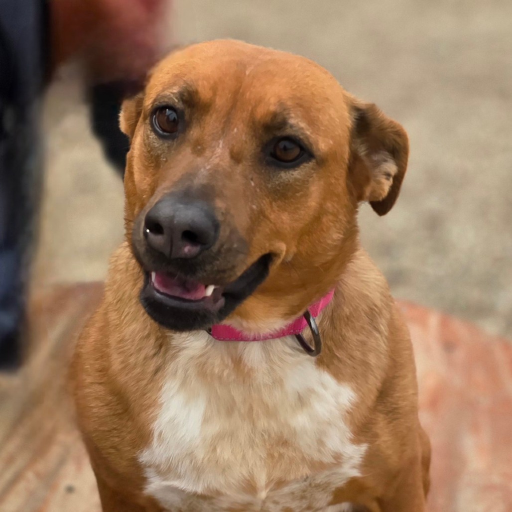 June, an adoptable Cattle Dog, Mixed Breed in Wickenburg, AZ, 85390 | Photo Image 1