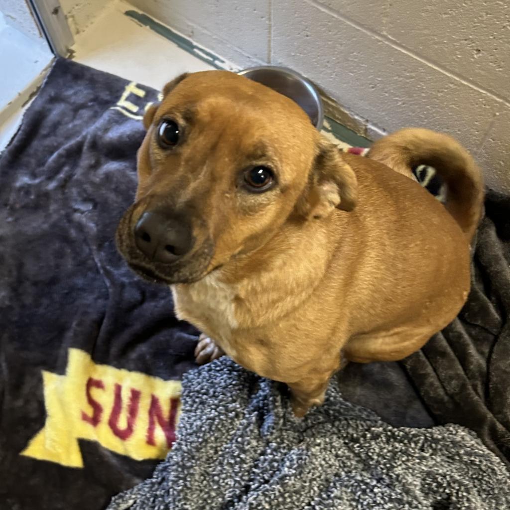June, an adoptable Cattle Dog, Mixed Breed in Wickenburg, AZ, 85390 | Photo Image 2