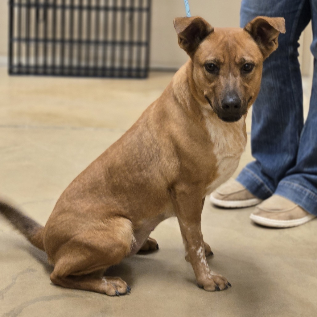 June, an adoptable Cattle Dog, Mixed Breed in Wickenburg, AZ, 85390 | Photo Image 3