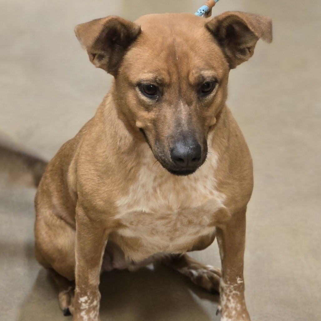 June, an adoptable Cattle Dog, Mixed Breed in Wickenburg, AZ, 85390 | Photo Image 4
