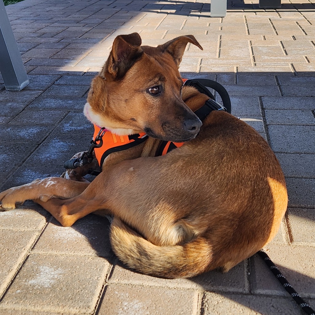 June, an adoptable Cattle Dog, Mixed Breed in Wickenburg, AZ, 85390 | Photo Image 5