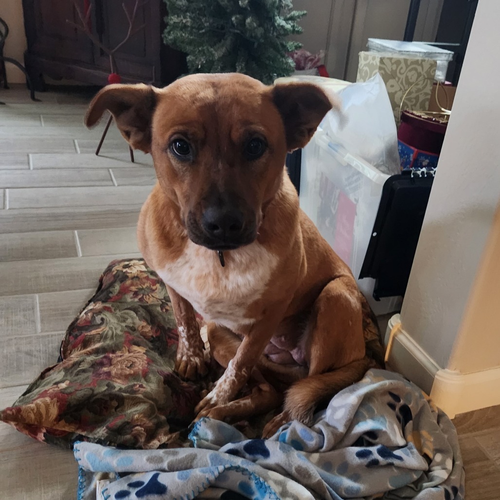 June, an adoptable Cattle Dog, Mixed Breed in Wickenburg, AZ, 85390 | Photo Image 6
