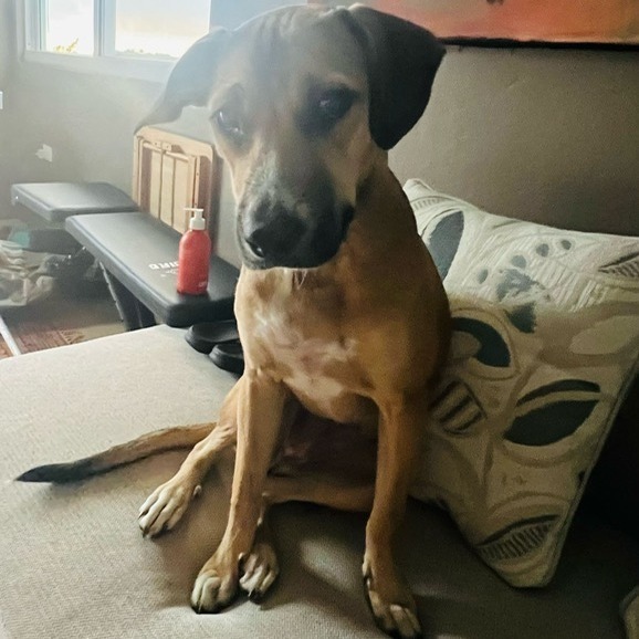 Nova Potato