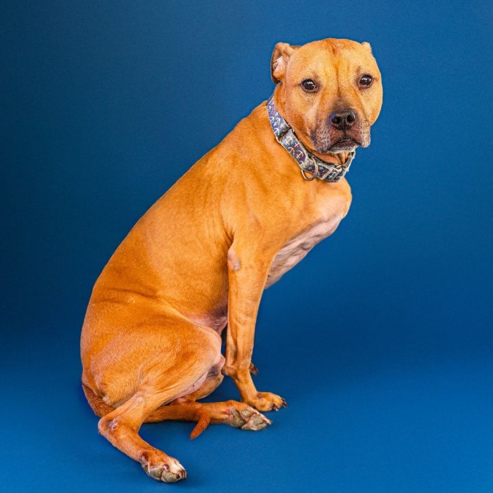 Nala 2