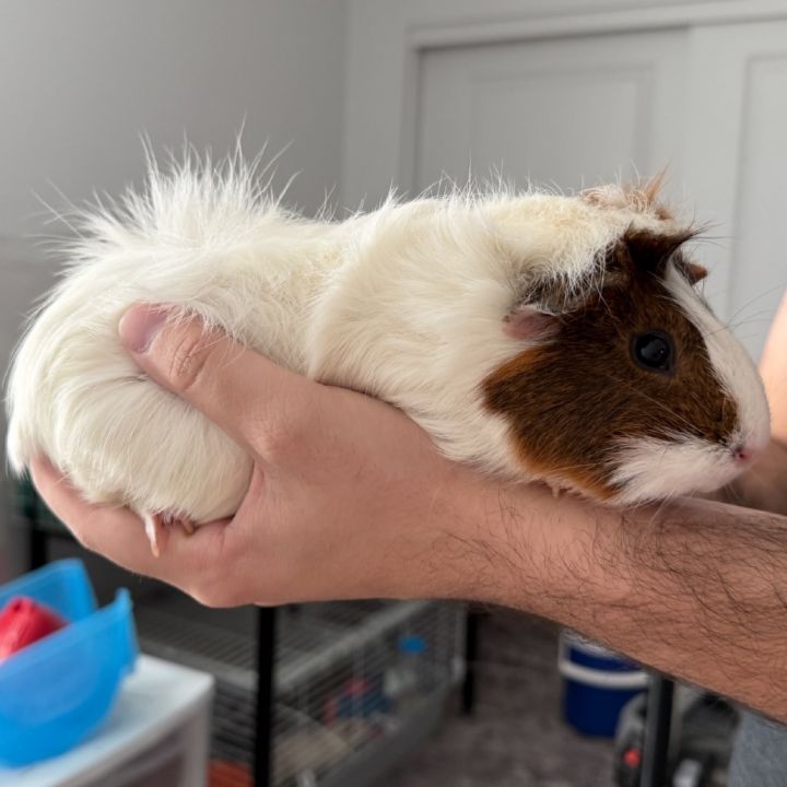 Penelope 1
