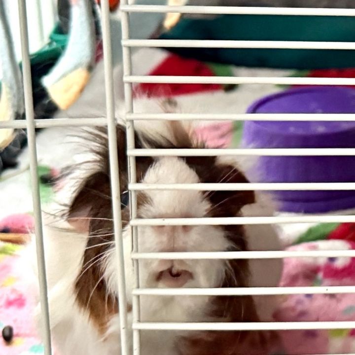 Penelope 4