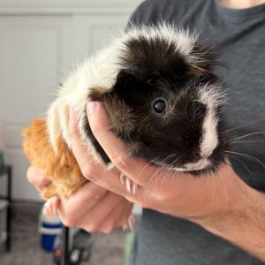 Eloise