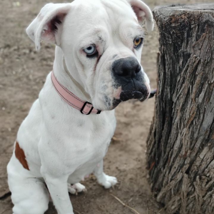 Darla 1