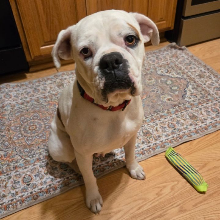 Darla 2