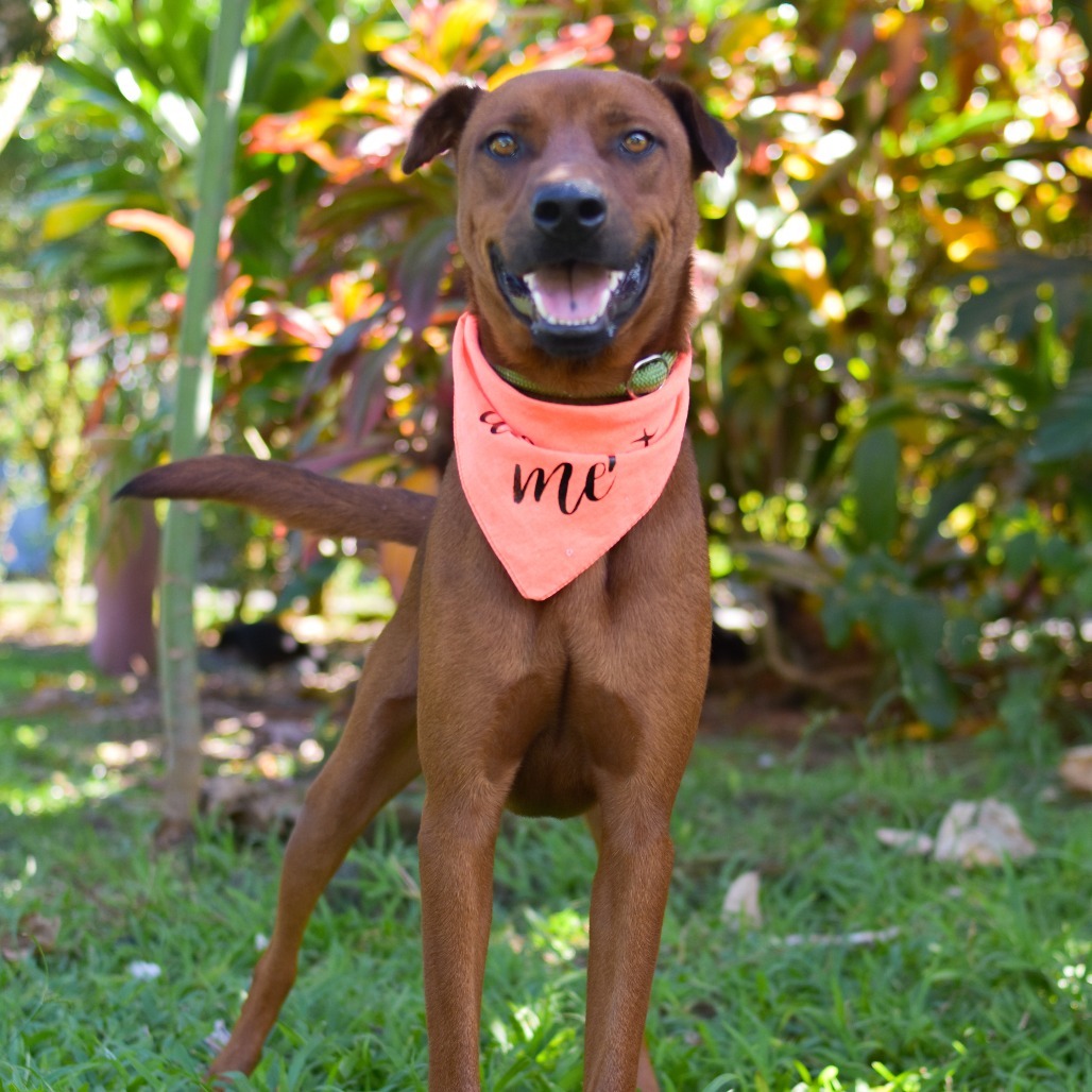 Gunner, an adoptable Mixed Breed in Kailua Kona, HI, 96740 | Photo Image 1