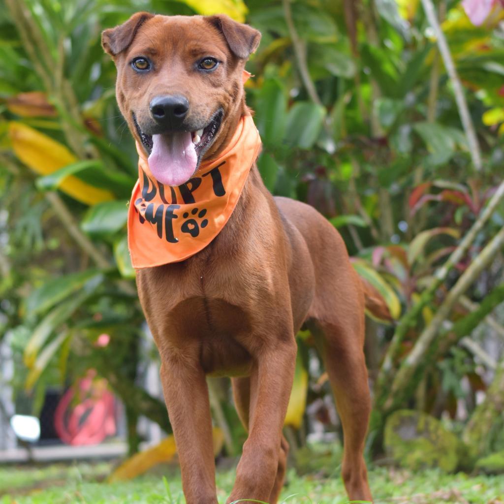 Gunner, an adoptable Mixed Breed in Kailua Kona, HI, 96740 | Photo Image 2