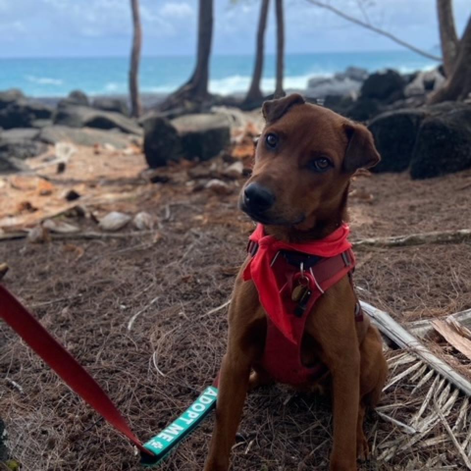 Gunner, an adoptable Mixed Breed in Kailua Kona, HI, 96740 | Photo Image 3