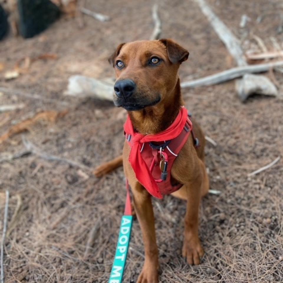 Gunner, an adoptable Mixed Breed in Kailua Kona, HI, 96740 | Photo Image 4