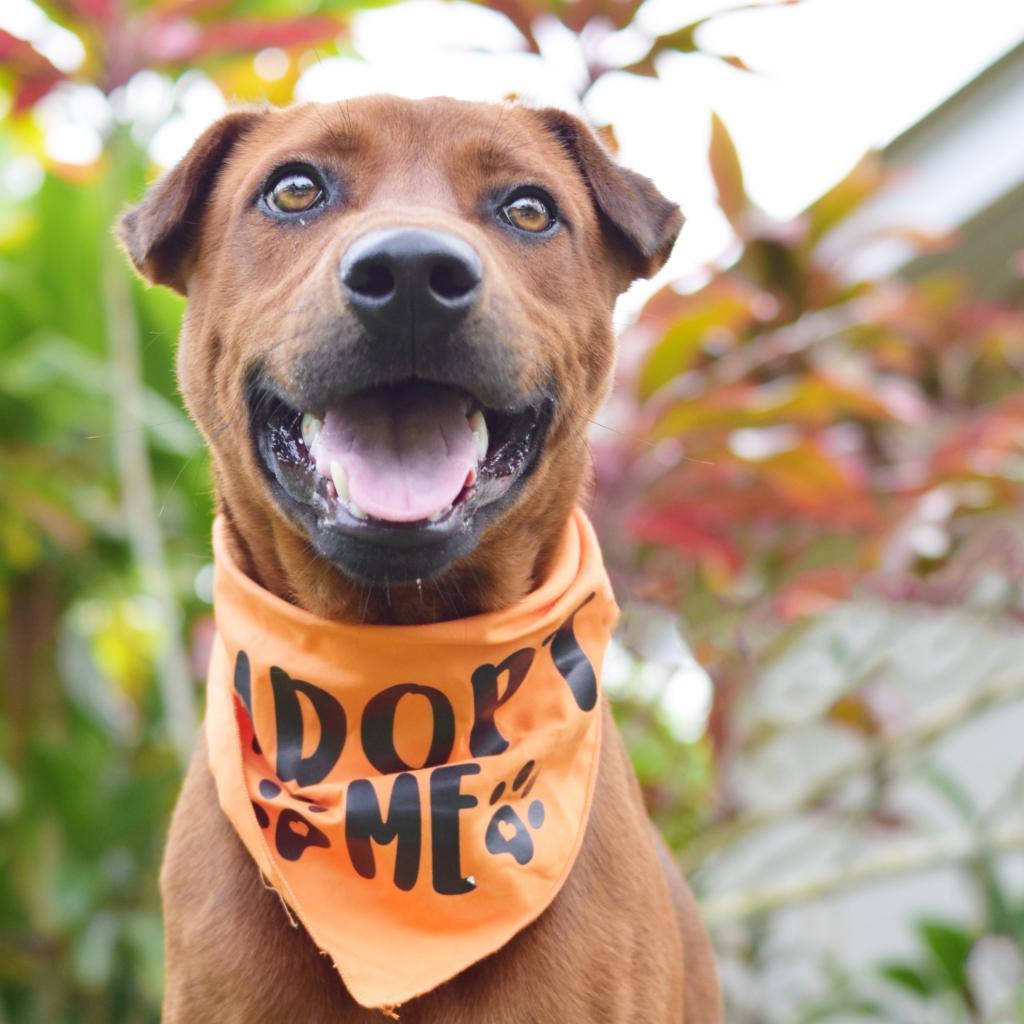 Gunner, an adoptable Mixed Breed in Kailua Kona, HI, 96740 | Photo Image 5