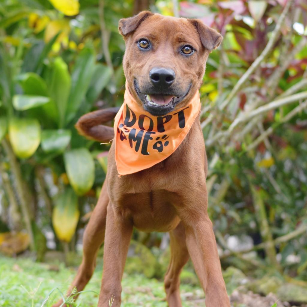 Gunner, an adoptable Mixed Breed in Kailua Kona, HI, 96740 | Photo Image 6