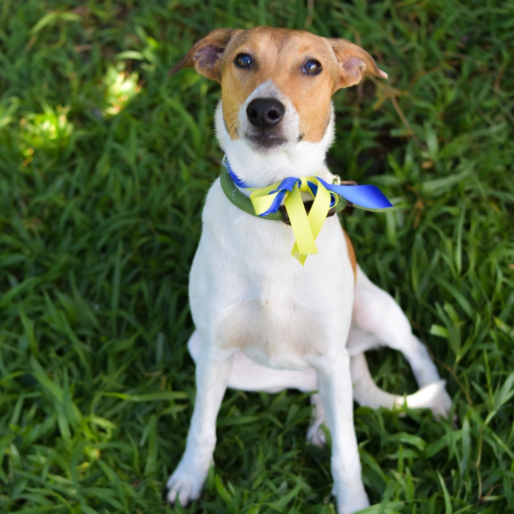 Dory, an adoptable Mixed Breed in Kailua Kona, HI, 96740 | Photo Image 1