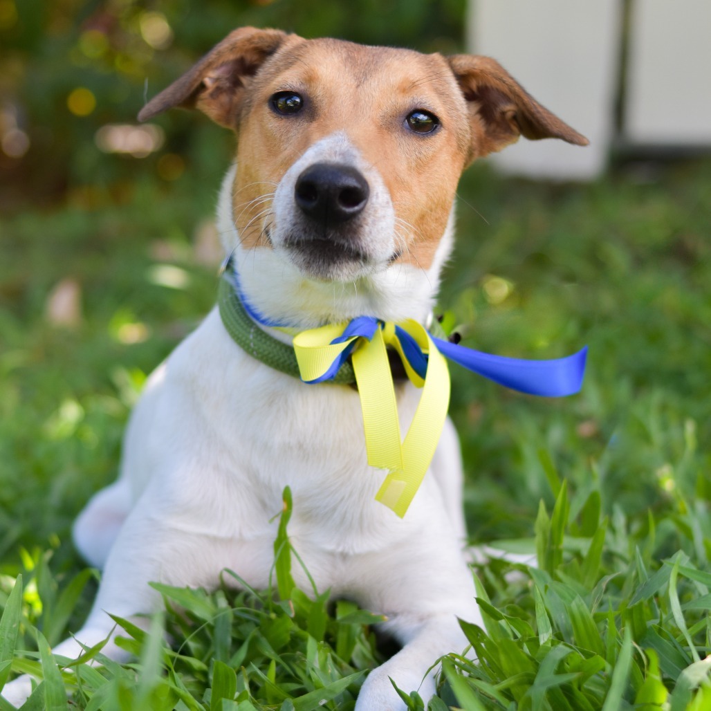 Dory, an adoptable Mixed Breed in Kailua Kona, HI, 96740 | Photo Image 2