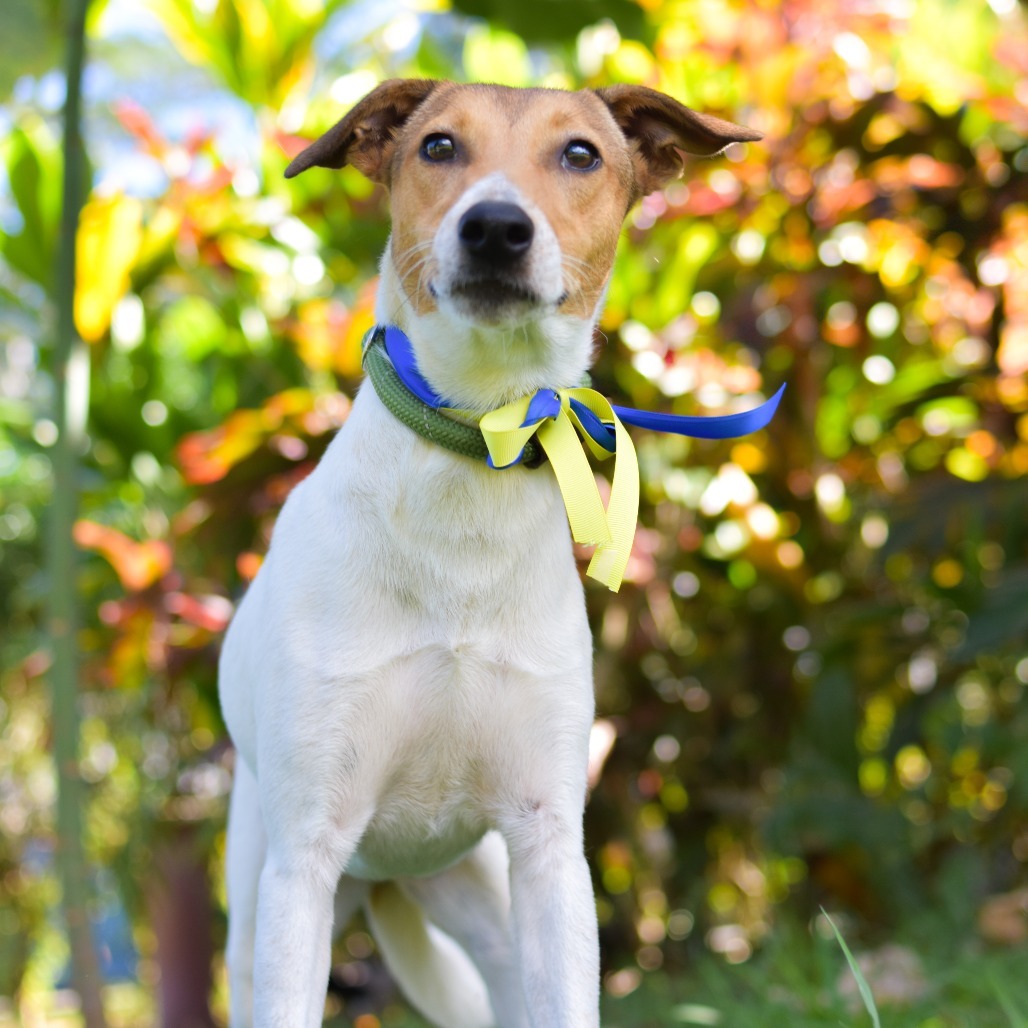 Dory, an adoptable Mixed Breed in Kailua Kona, HI, 96740 | Photo Image 3