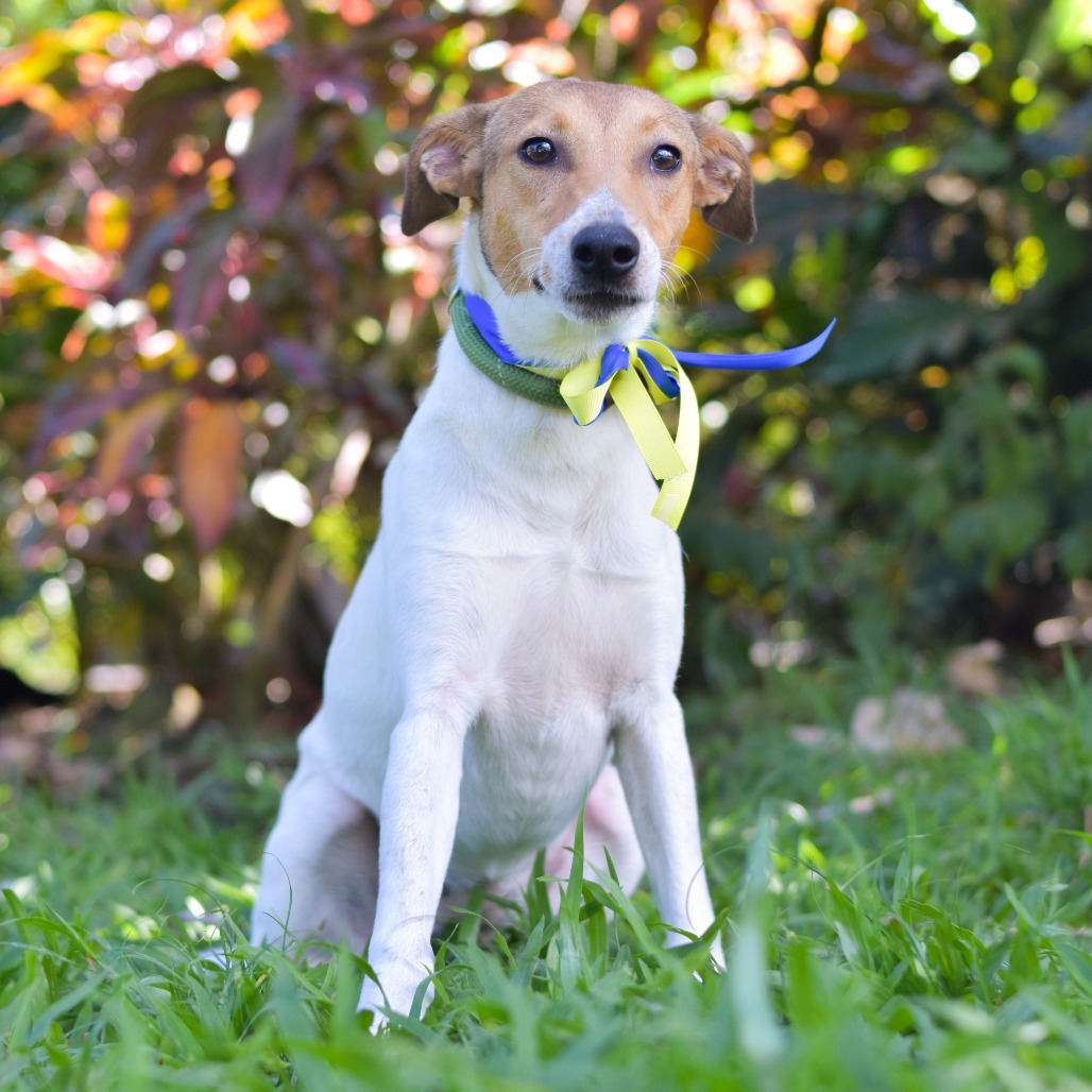 Dory, an adoptable Mixed Breed in Kailua Kona, HI, 96740 | Photo Image 4