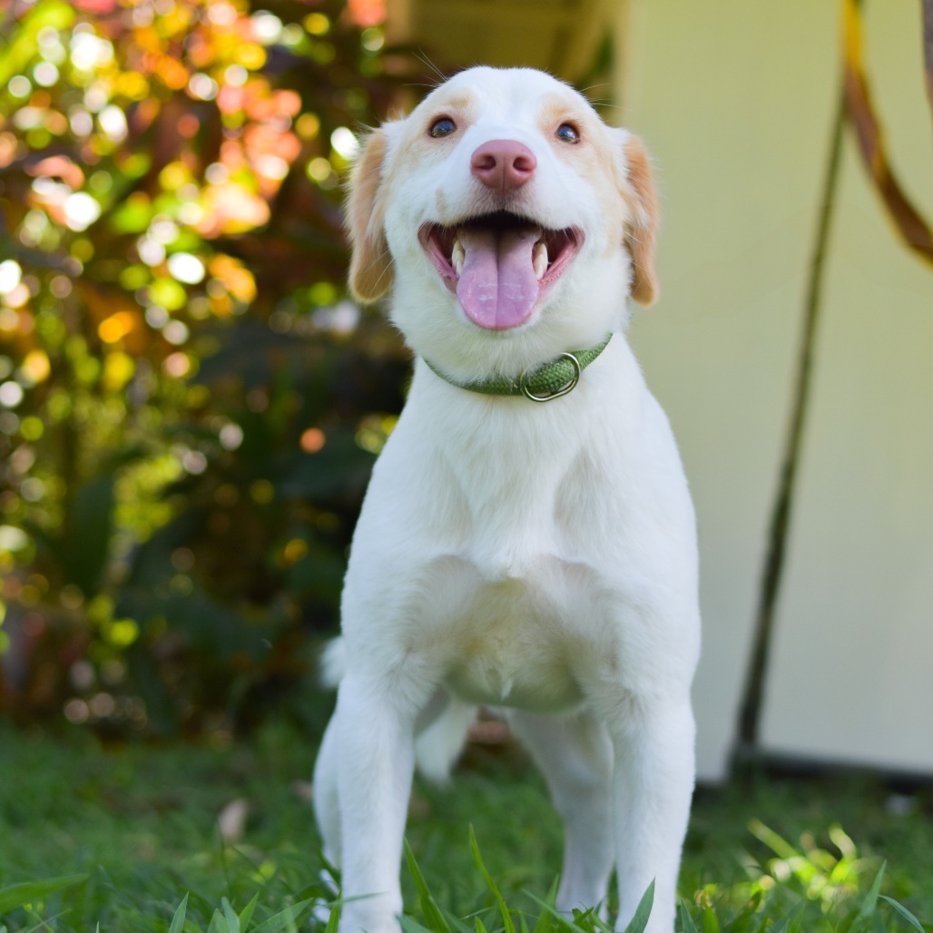 Biscuit, an adoptable Mixed Breed in Kailua Kona, HI, 96740 | Photo Image 1