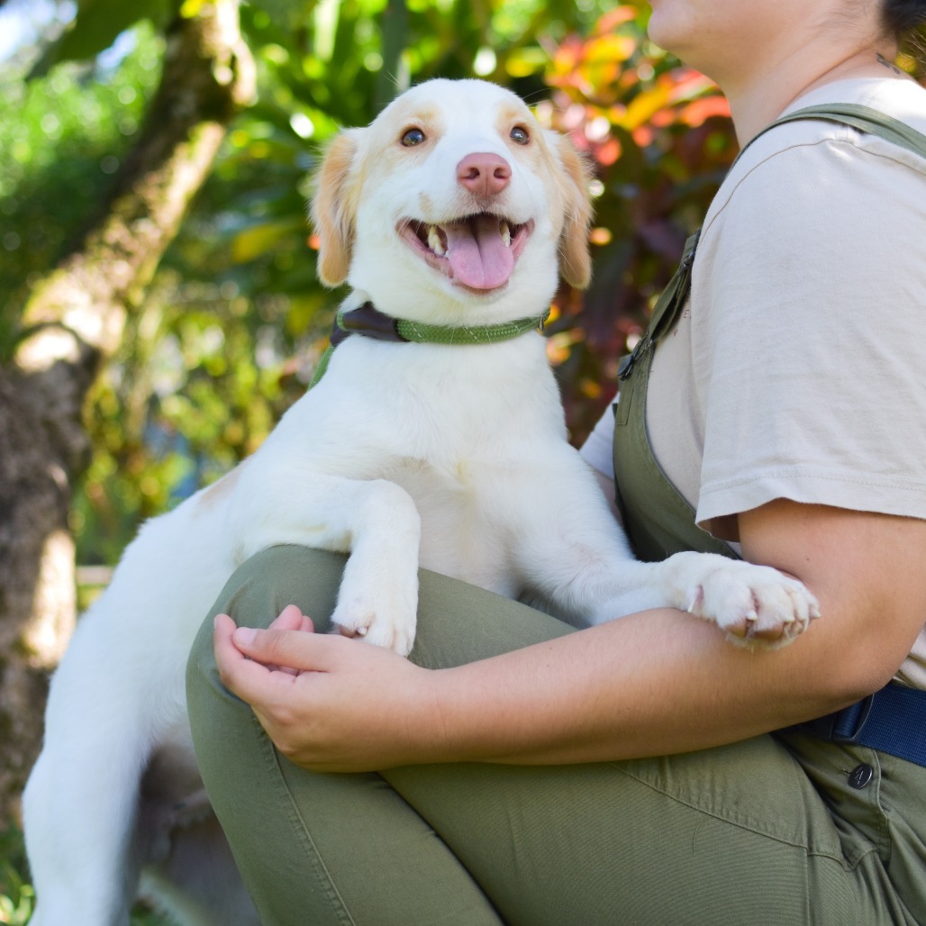 Biscuit, an adoptable Mixed Breed in Kailua Kona, HI, 96740 | Photo Image 2