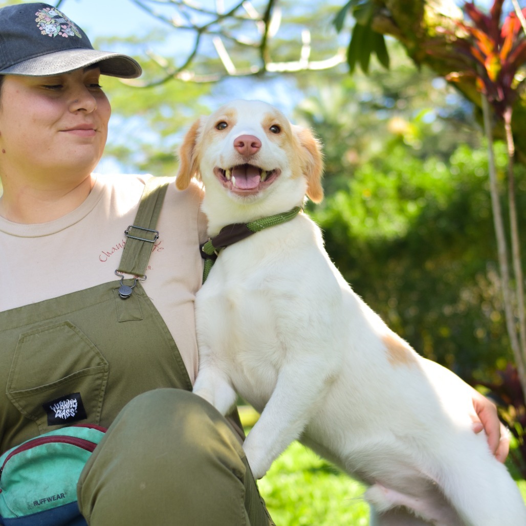 Biscuit, an adoptable Mixed Breed in Kailua Kona, HI, 96740 | Photo Image 3