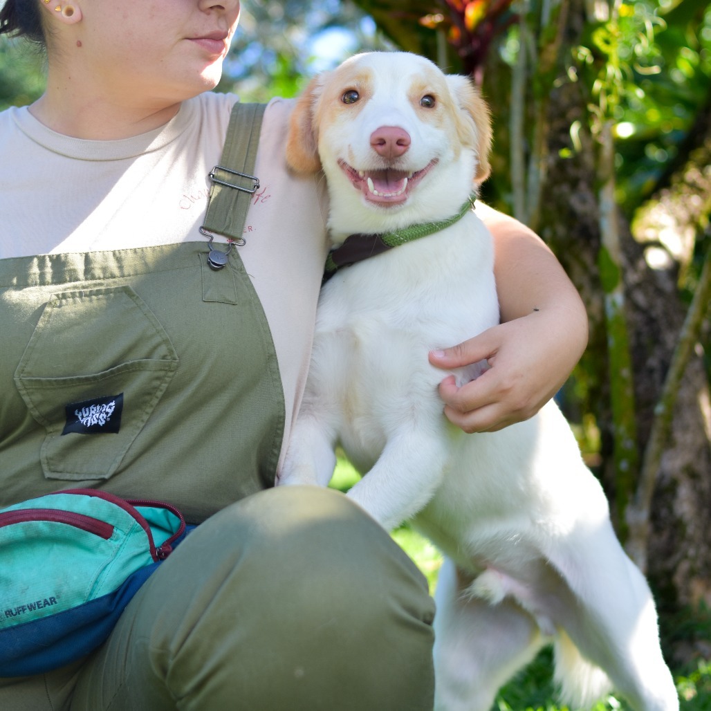 Biscuit, an adoptable Mixed Breed in Kailua Kona, HI, 96740 | Photo Image 5