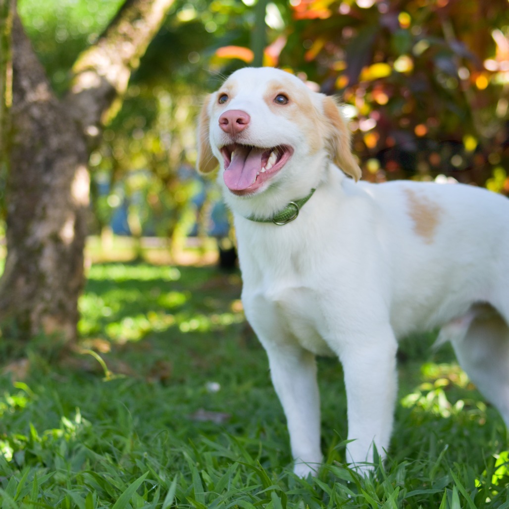 Biscuit, an adoptable Mixed Breed in Kailua Kona, HI, 96740 | Photo Image 6