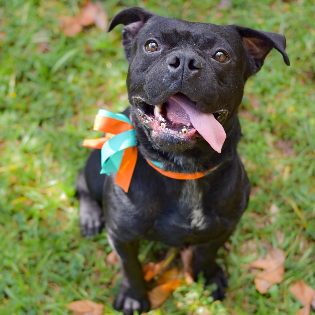 Pudge, an adoptable Mixed Breed in Kailua Kona, HI, 96740 | Photo Image 1