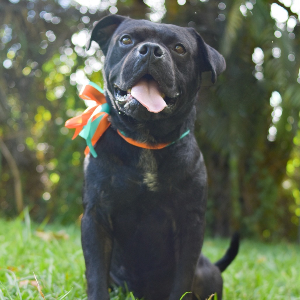 Pudge, an adoptable Mixed Breed in Kailua Kona, HI, 96740 | Photo Image 2