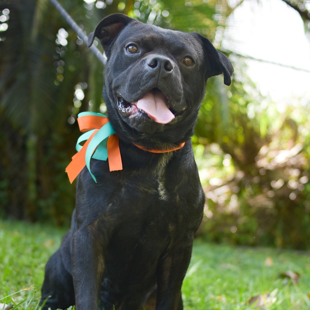 Pudge, an adoptable Mixed Breed in Kailua Kona, HI, 96740 | Photo Image 3