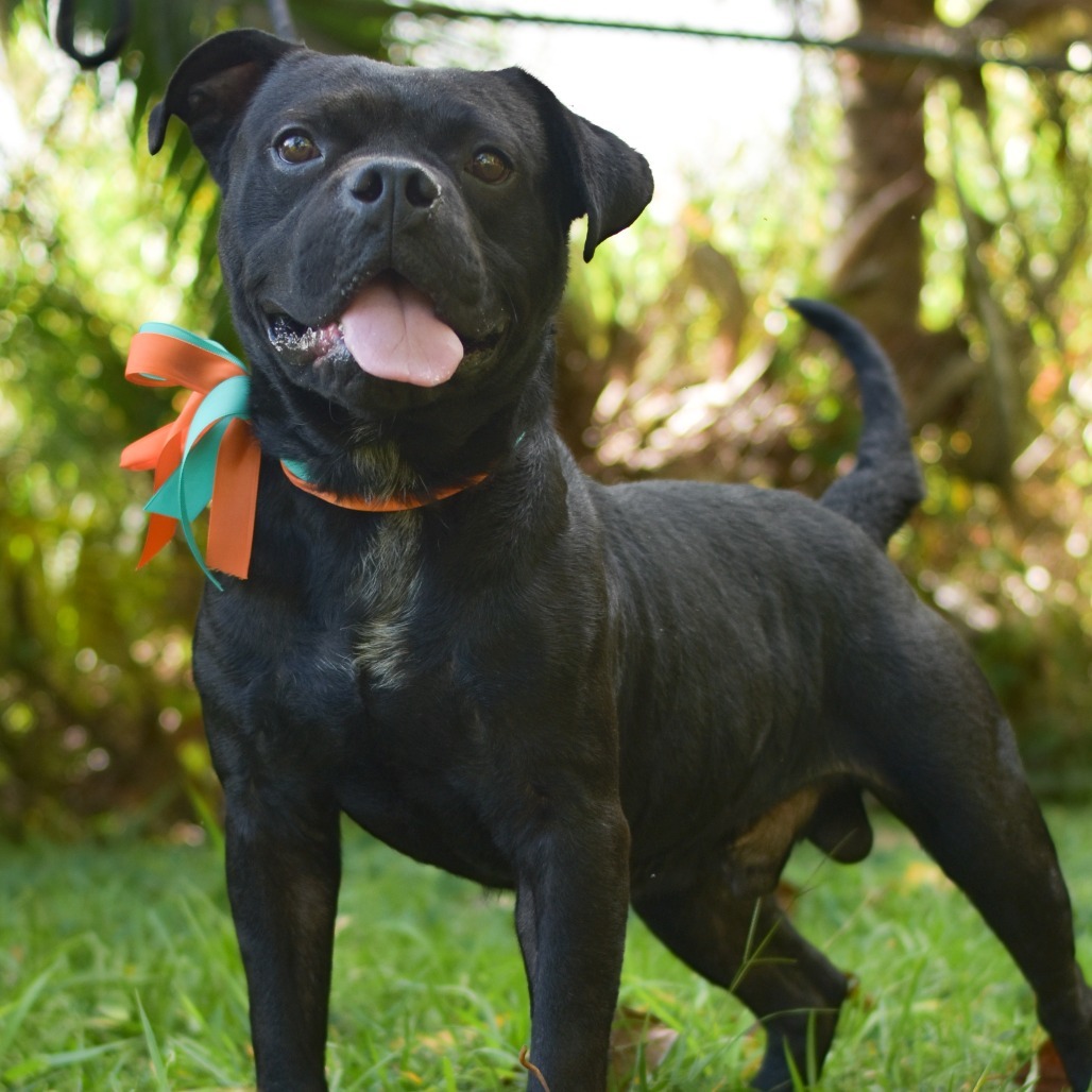 Pudge, an adoptable Mixed Breed in Kailua Kona, HI, 96740 | Photo Image 4