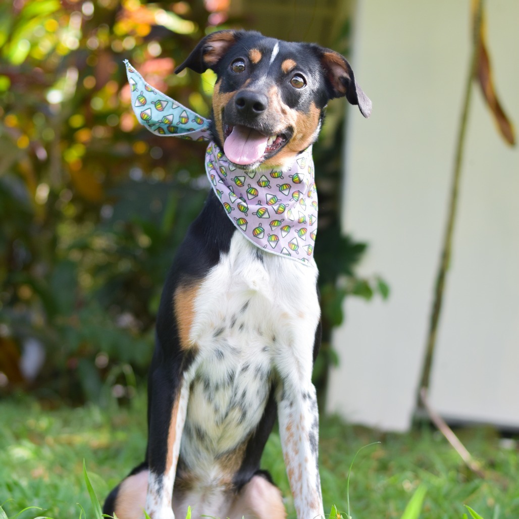 Honey, an adoptable Mixed Breed in Kailua Kona, HI, 96740 | Photo Image 1