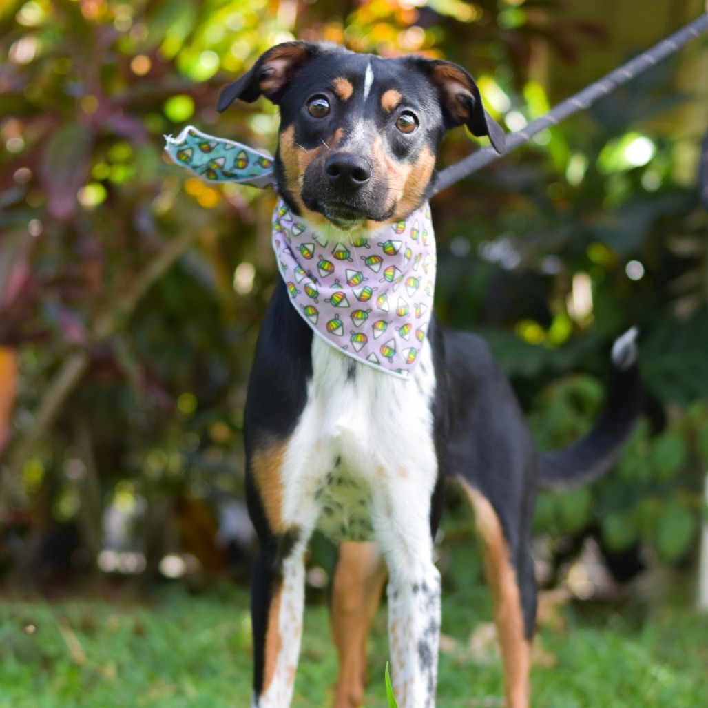 Honey, an adoptable Mixed Breed in Kailua Kona, HI, 96740 | Photo Image 3