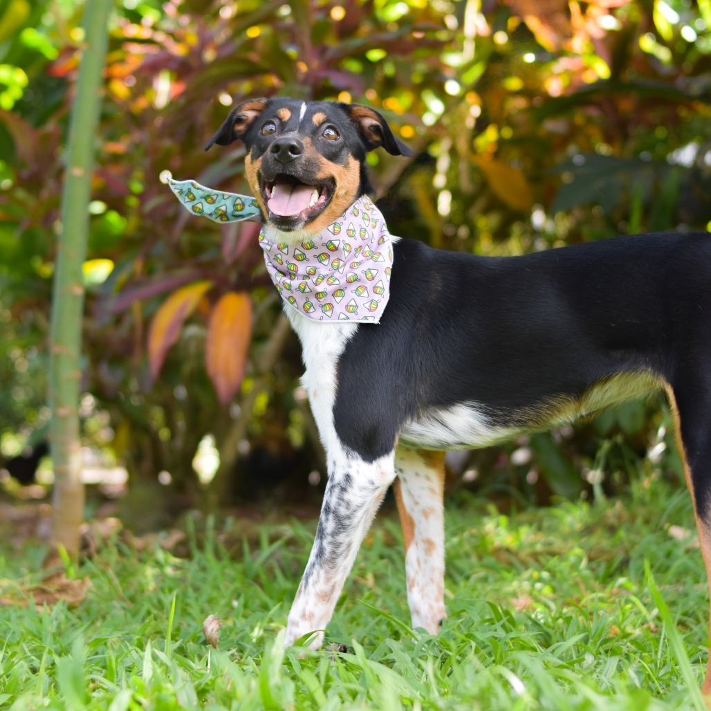 Honey, an adoptable Mixed Breed in Kailua Kona, HI, 96740 | Photo Image 4