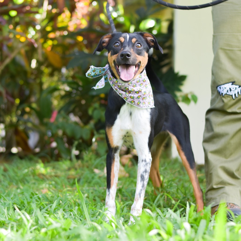 Honey, an adoptable Mixed Breed in Kailua Kona, HI, 96740 | Photo Image 5