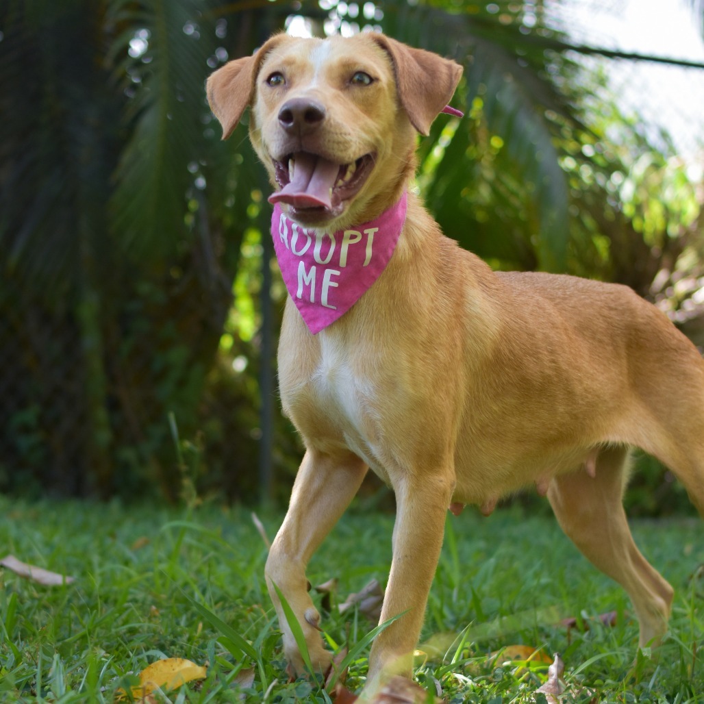 Lucy, an adoptable Mixed Breed in Kailua Kona, HI, 96740 | Photo Image 1