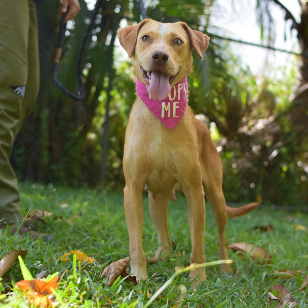 Lucy, an adoptable Mixed Breed in Kailua Kona, HI, 96740 | Photo Image 2