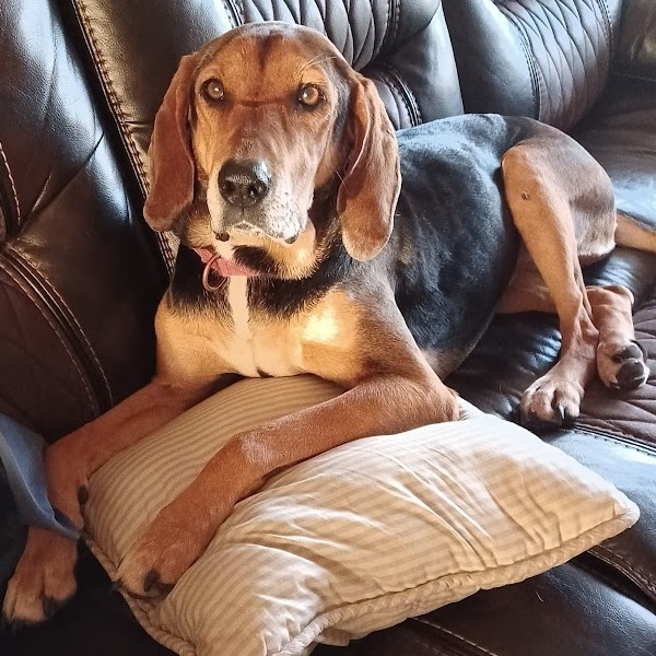 Naomi, an adoptable Foxhound in Peachtree City, GA, 30269 | Photo Image 1