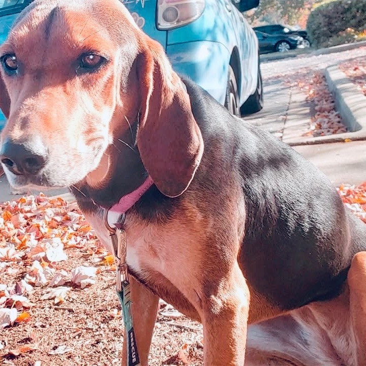 Naomi, an adoptable Foxhound in Peachtree City, GA, 30269 | Photo Image 2