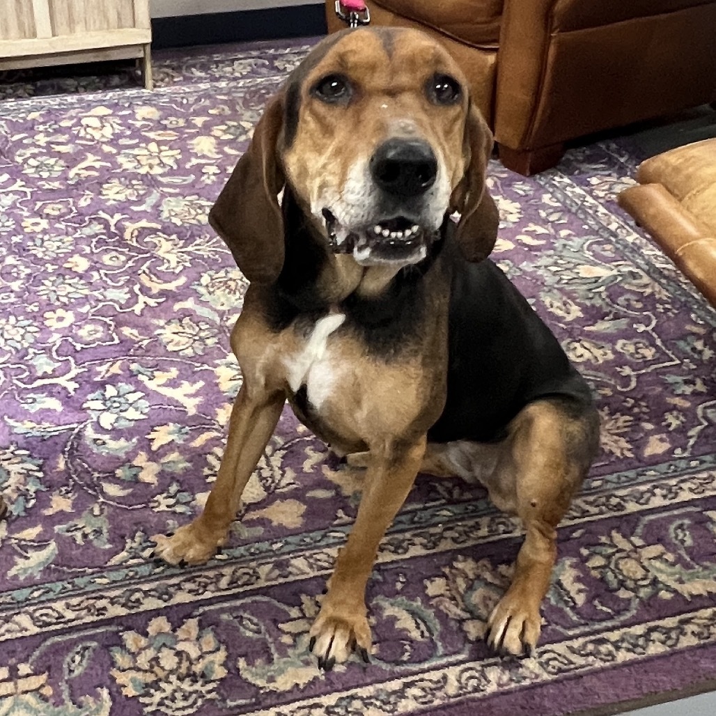 Naomi, an adoptable Foxhound in Peachtree City, GA, 30269 | Photo Image 3