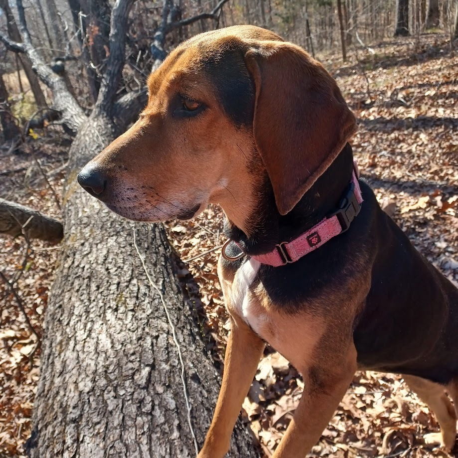 Naomi, an adoptable Foxhound in Peachtree City, GA, 30269 | Photo Image 3