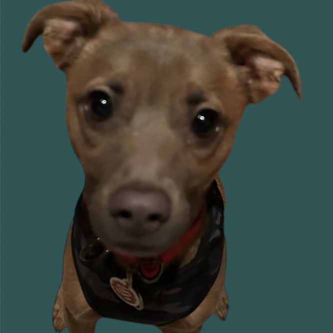 Gio