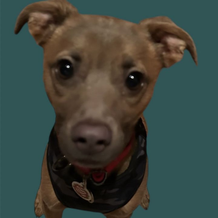 Gio 1